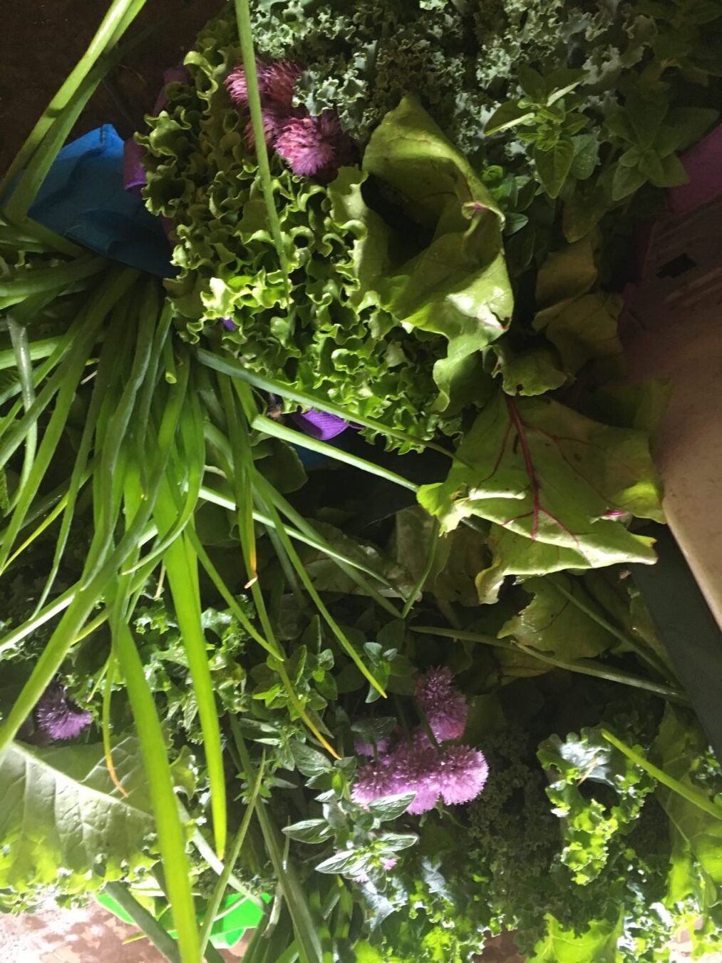 Still Possible to Join the 2019 Summer CSA
