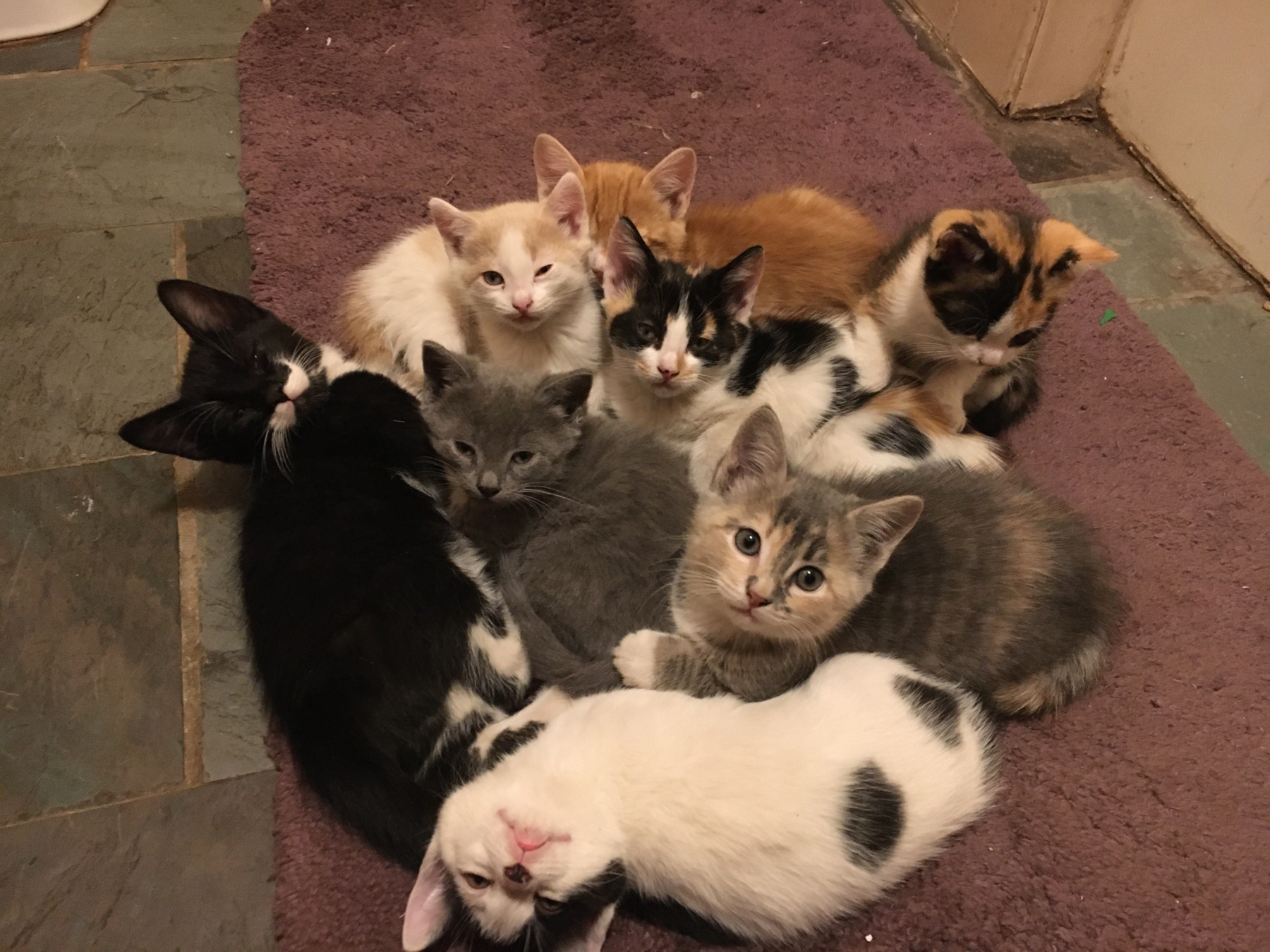 Life is like a pile of kittens . . .