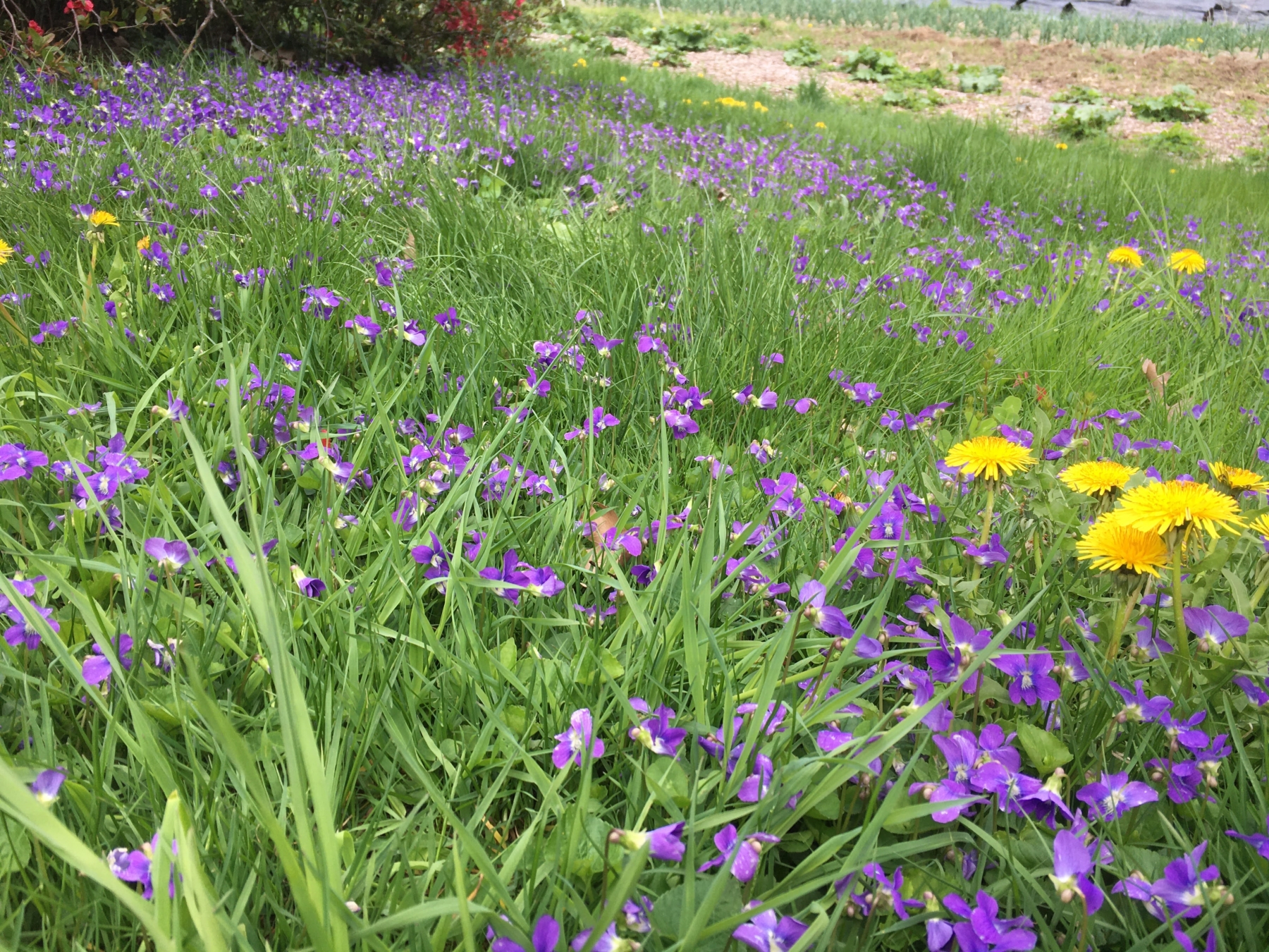 The Beautiful Perennial Flowers