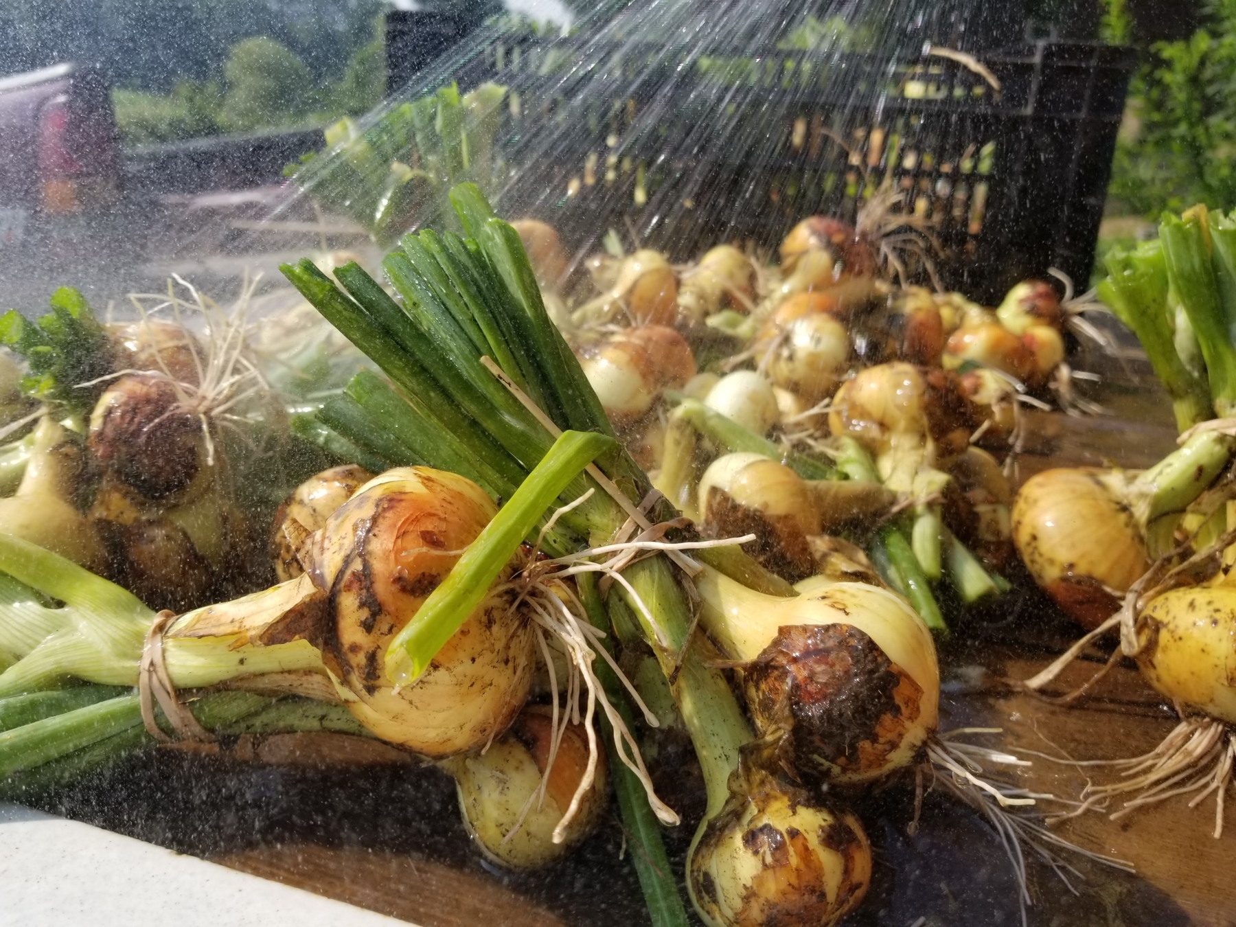 VICTORY! – CSA Week 11