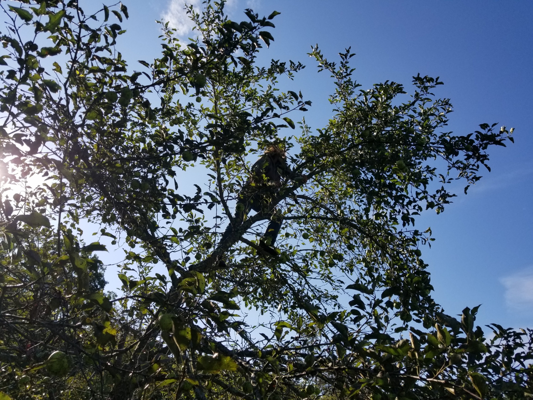 The Giving Tree