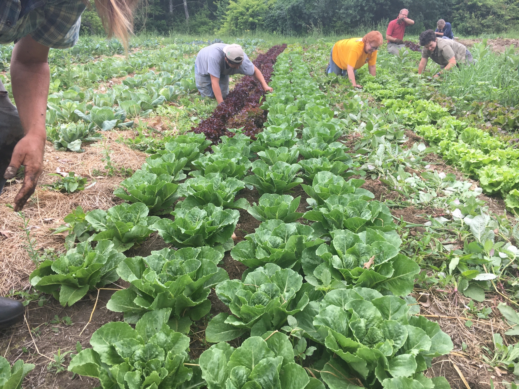 Dear Friends and supporters of the Many Hands Sustainability Center,