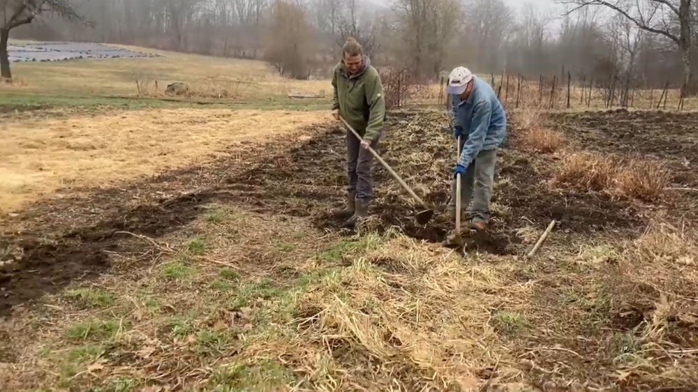 Two people hoeing a garden bed