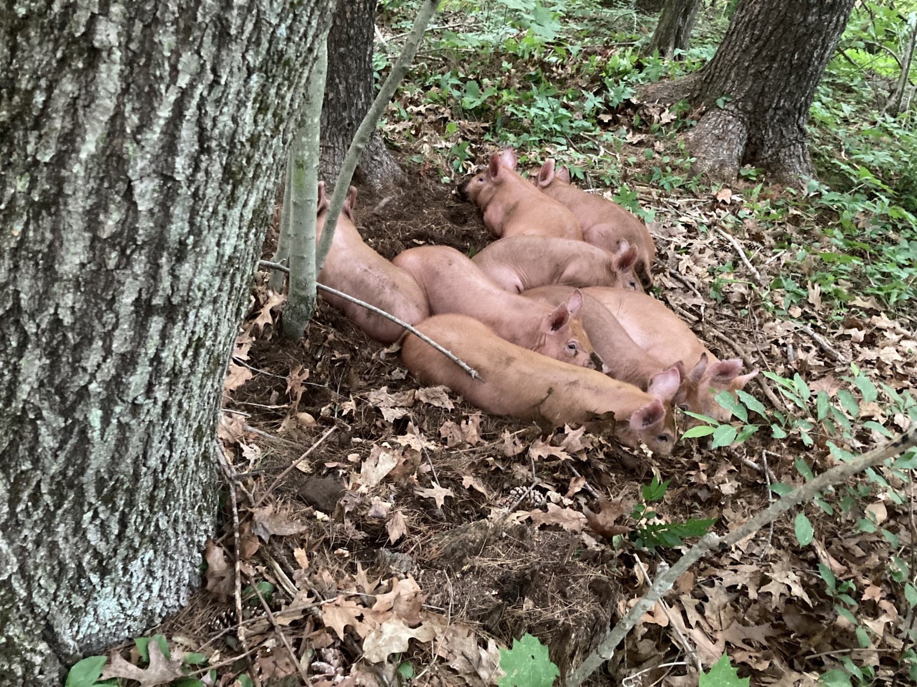 When the Pigs Get Out!