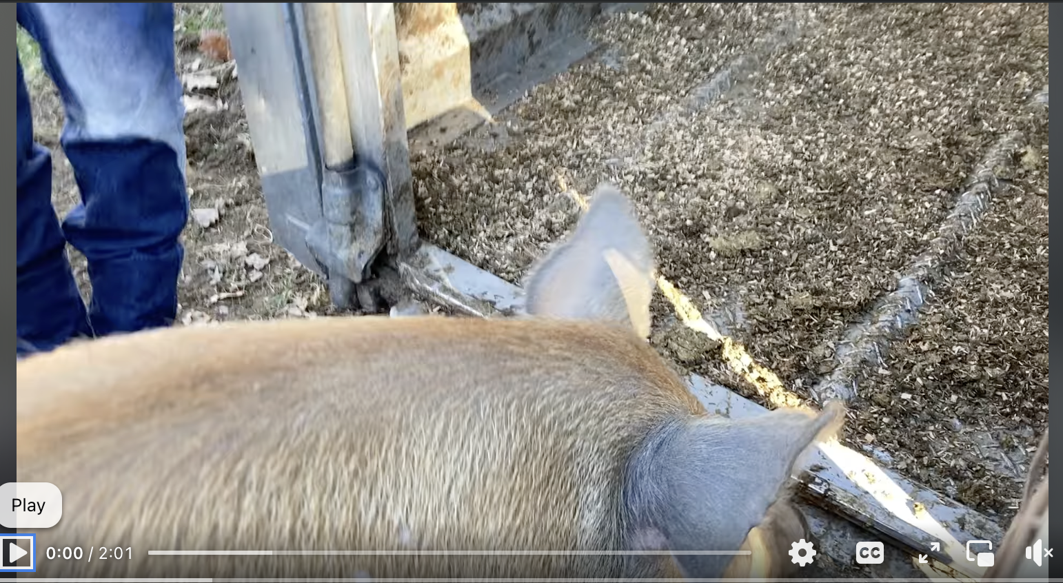 Hog Slaughter
