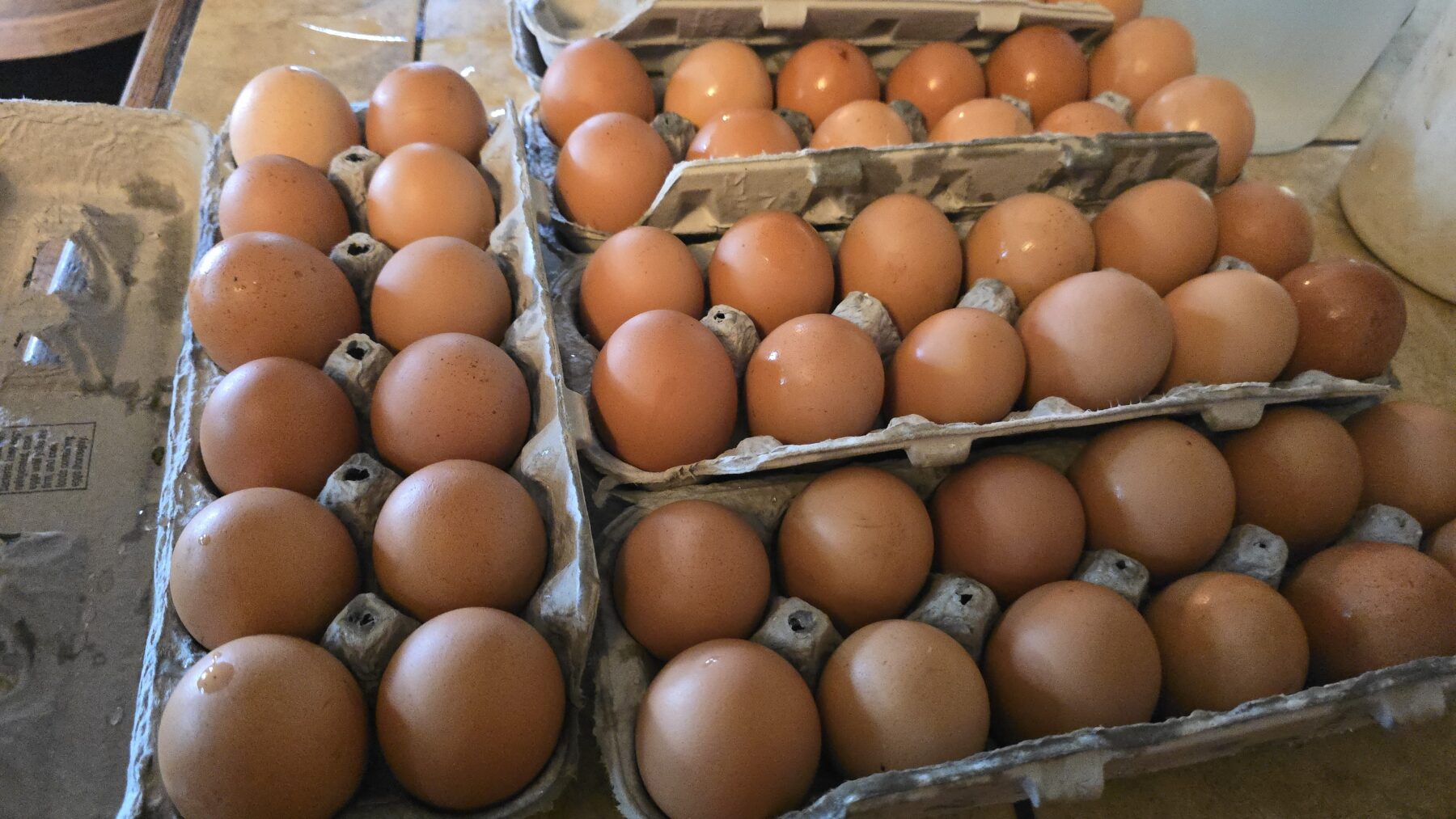 Egg Share - Summer 2026 - Image 3