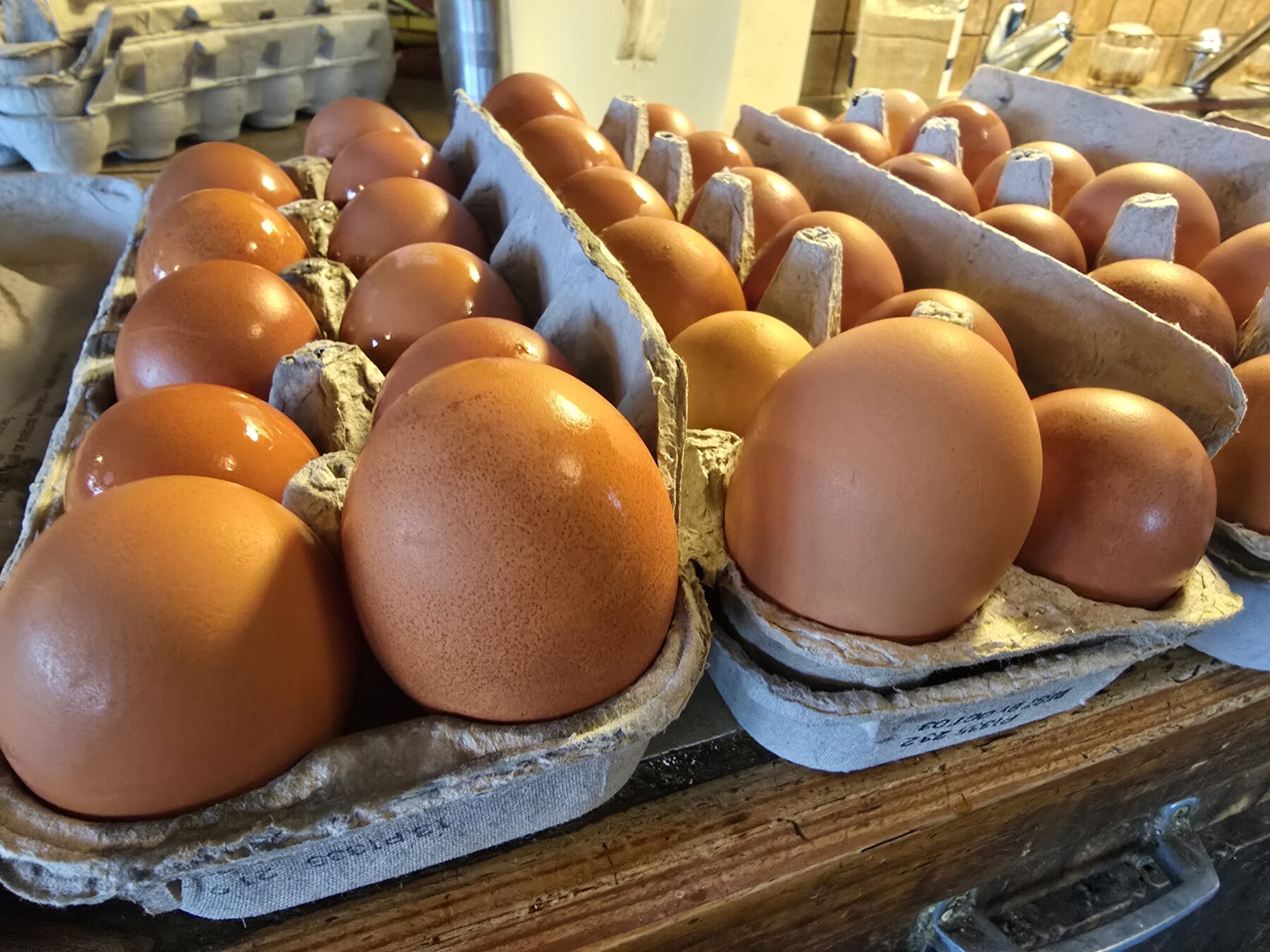 Egg Share - Summer 2026 - Image 2