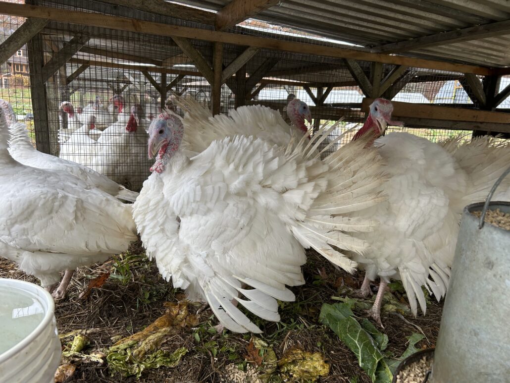 Turkey Order