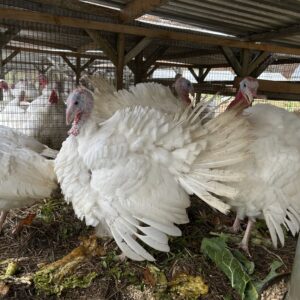 Turkey Order