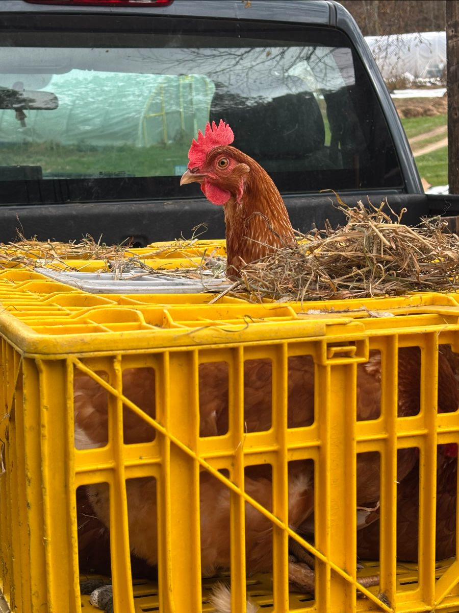 Animal Husbandry