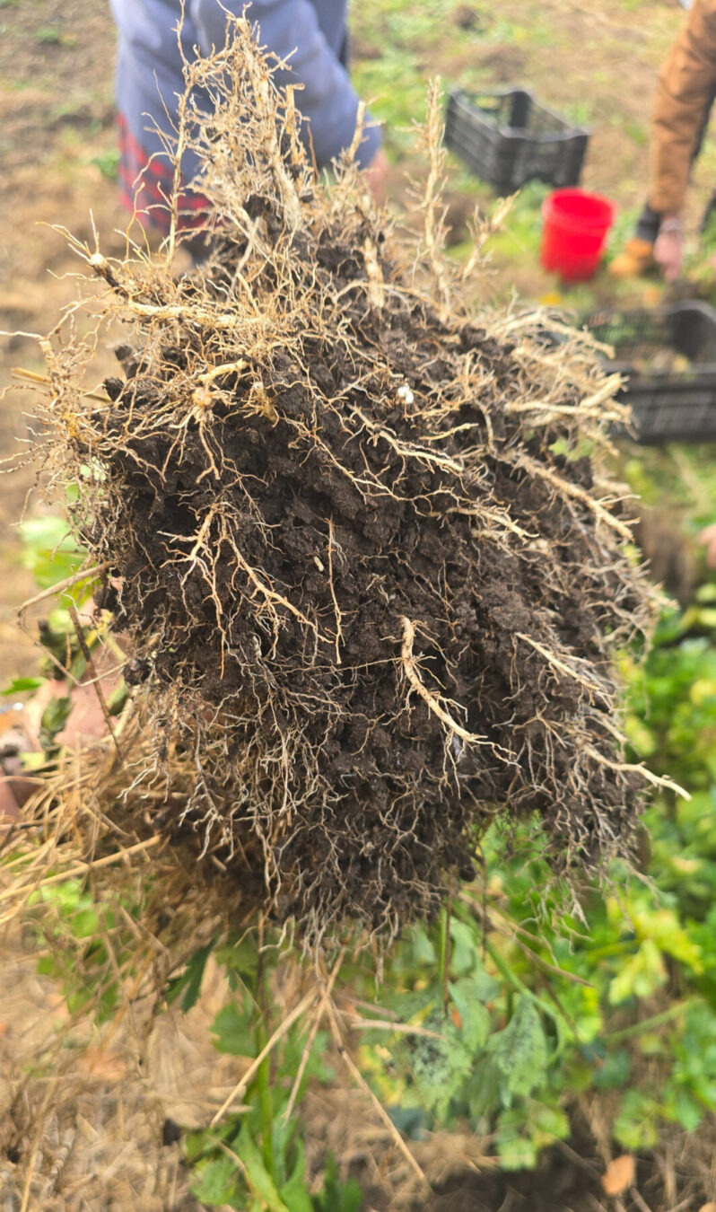 Celeriac