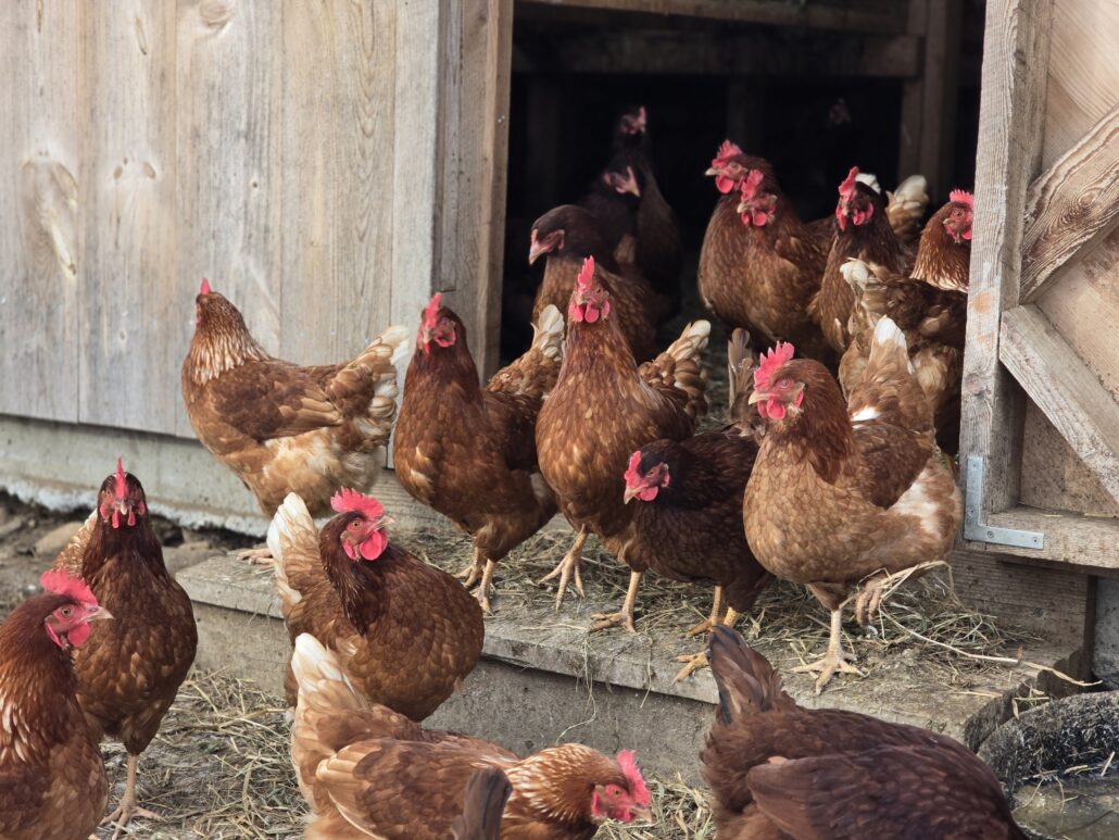 Laying chicks - Pullets (live)