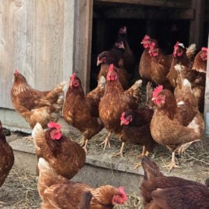 Laying chicks - Pullets (live)
